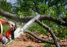 Best Storm Damage Tree Cleanup  in Prescott, WI